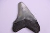 9.2 cm !! - dent de requin: CARCHARODON MEGALODON