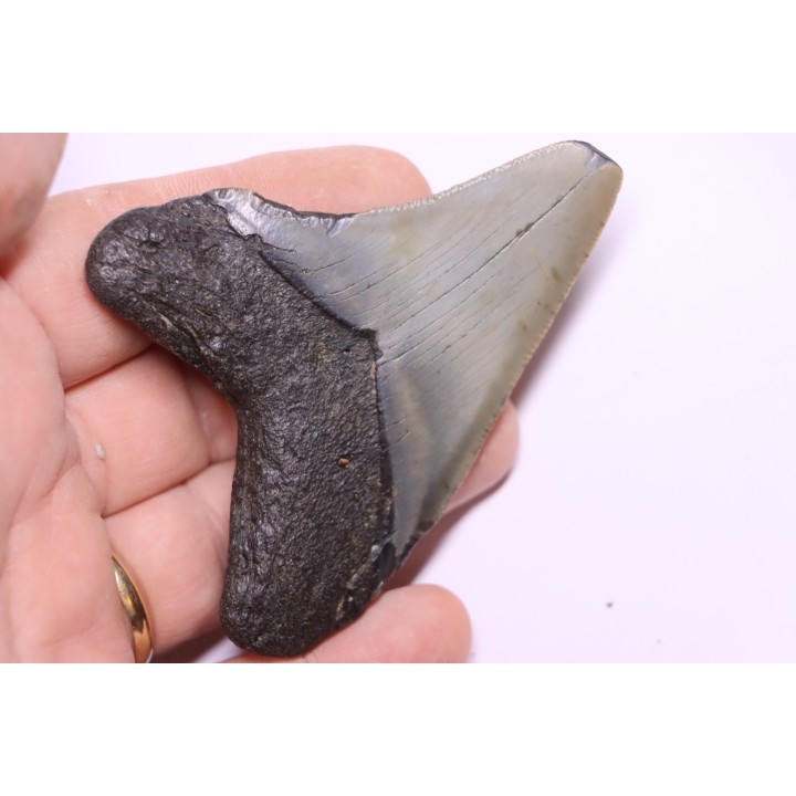 9.2 cm !! - dent de requin: CARCHARODON MEGALODON