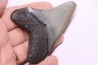 9.2 cm !! - dent de requin: CARCHARODON MEGALODON