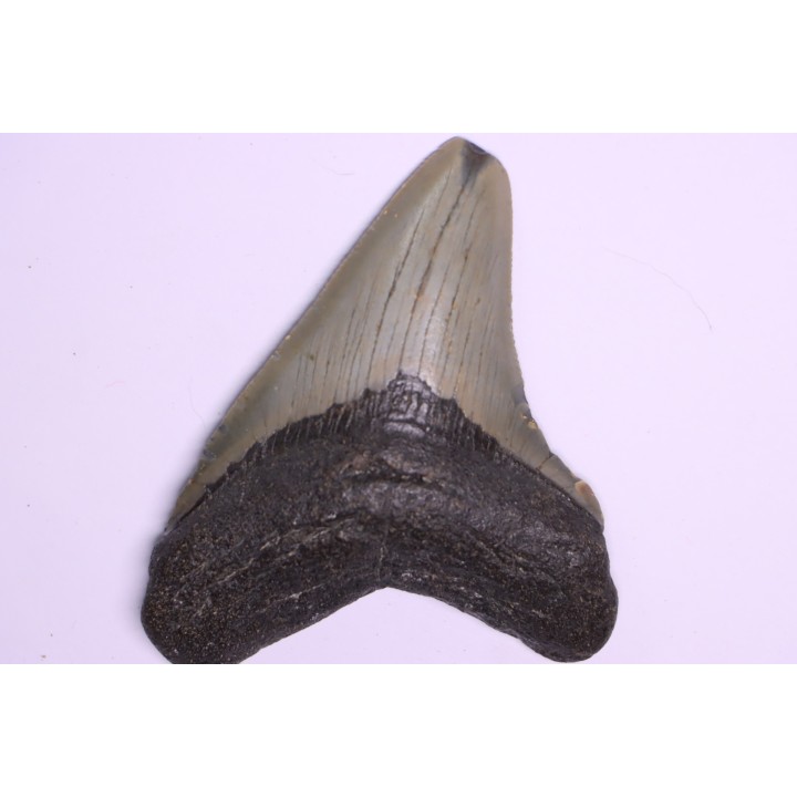 9.2 cm !! - dent de requin: CARCHARODON MEGALODON