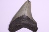 shark teeth: CARCHARODON MEGALODON