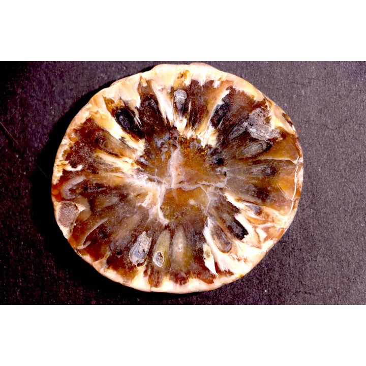 ARAUCARIA MIRABILIS