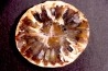 ARAUCARIA MIRABILIS