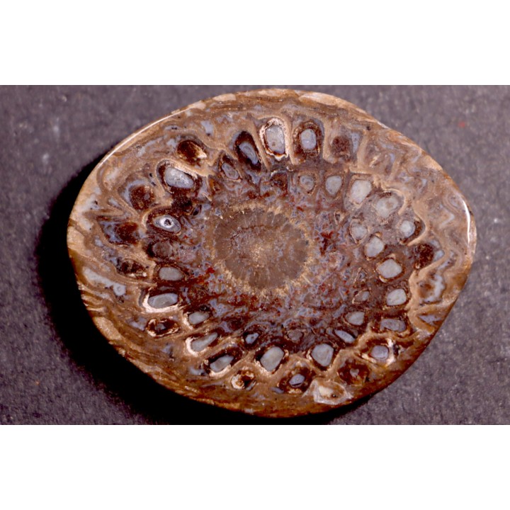 ARAUCARIA MIRABILIS
