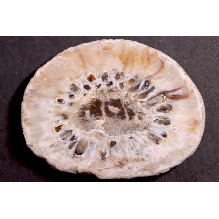 ARAUCARIA MIRABILIS