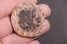 ARAUCARIA MIRABILIS