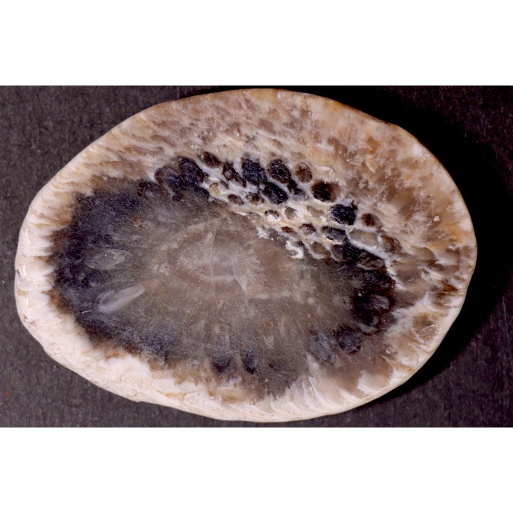 ARAUCARIA MIRABILIS