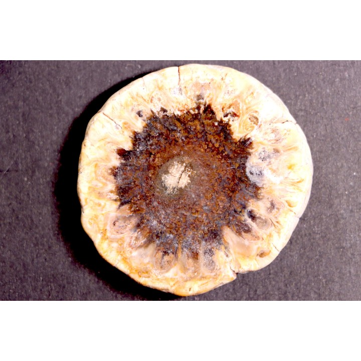 ARAUCARIA MIRABILIS