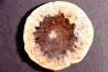 ARAUCARIA MIRABILIS