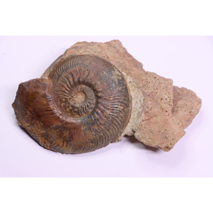 Phlyseogrammoceras dispansum - TOARCIEN  - Carriere Belmont - LYON - FRANCE