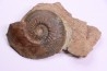 Phlyseogrammoceras dispansum - TOARCIEN  - Carriere Belmont - LYON - FRANCE
