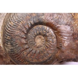Phlyseogrammoceras dispansum -  TOARCIAN  - Carriere Belmont - LYON - FRANCE