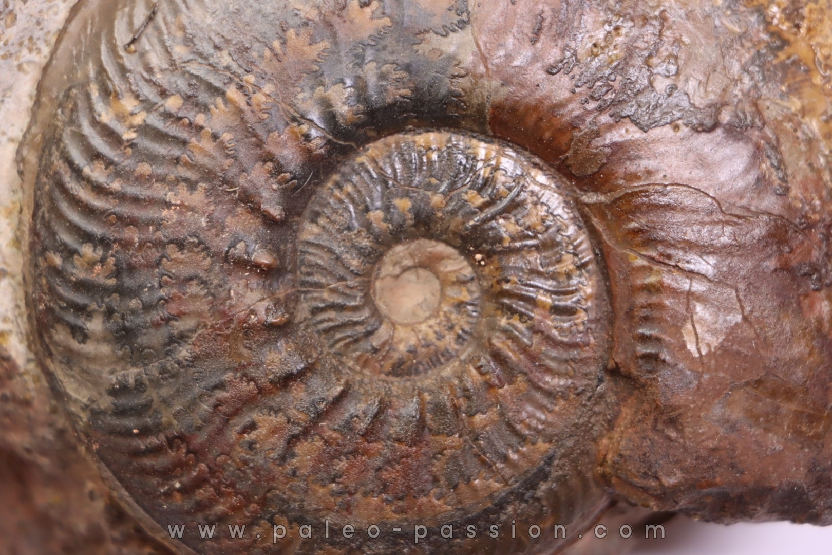 Phlyseogrammoceras dispansum - TOARCIAN - Carriere Belmont - LYON - FRANCE