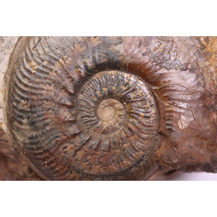 Phlyseogrammoceras dispansum - TOARCIEN  - Carriere Belmont - LYON - FRANCE