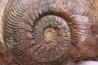 Phlyseogrammoceras dispansum - TOARCIEN  - Carriere Belmont - LYON - FRANCE