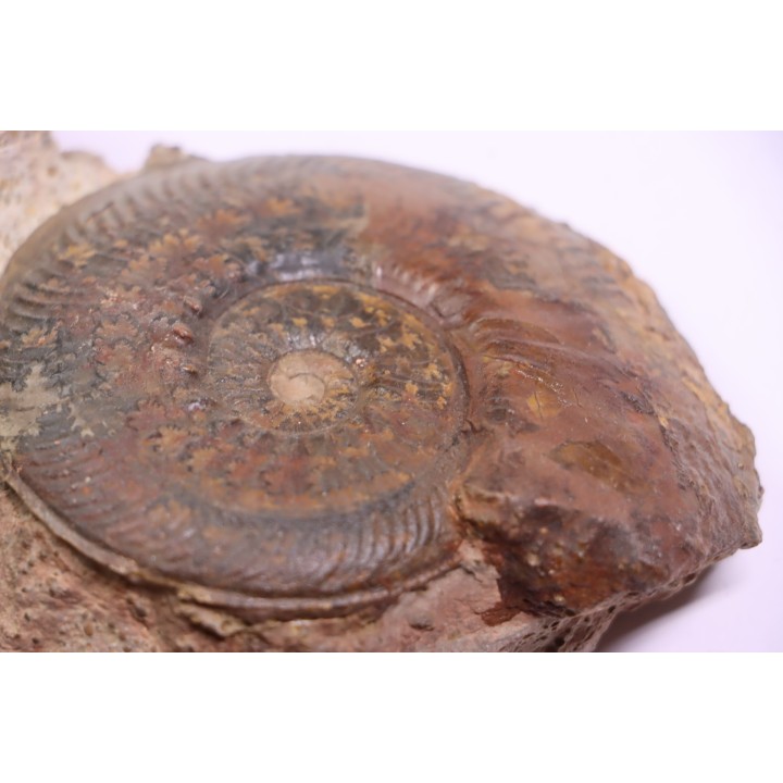Phlyseogrammoceras dispansum -  TOARCIAN  - Carriere Belmont - LYON - FRANCE