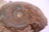 Phlyseogrammoceras dispansum - TOARCIEN  - Carriere Belmont - LYON - FRANCE