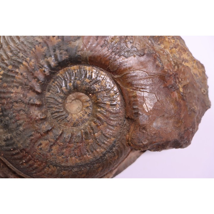 Phlyseogrammoceras dispansum - TOARCIEN  - Carriere Belmont - LYON - FRANCE