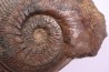 Phlyseogrammoceras dispansum - TOARCIEN  - Carriere Belmont - LYON - FRANCE