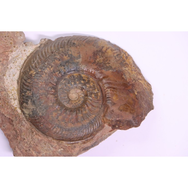 Phlyseogrammoceras dispansum - TOARCIEN  - Carriere Belmont - LYON - FRANCE