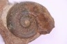 Phlyseogrammoceras dispansum - TOARCIEN  - Carriere Belmont - LYON - FRANCE