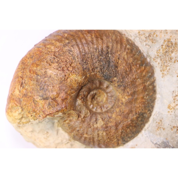 Hammatoceras insigne - Toarcien - region de Charolle, Brionnais - FRANCE