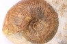 Hammatoceras insigne - Toarcien - region de Charolle, Brionnais - FRANCE