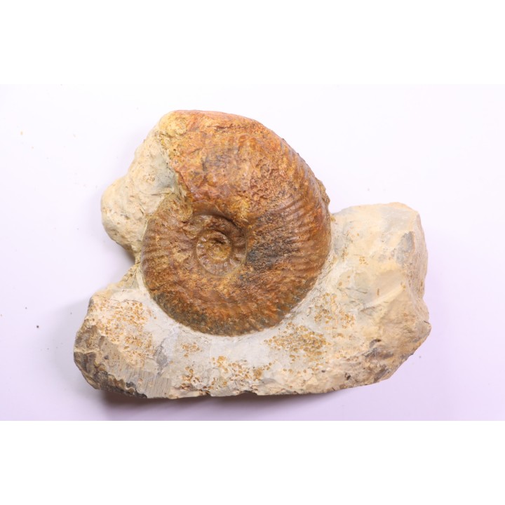Hammatoceras insigne - Toarcien - region de Charolle, Brionnais - FRANCE