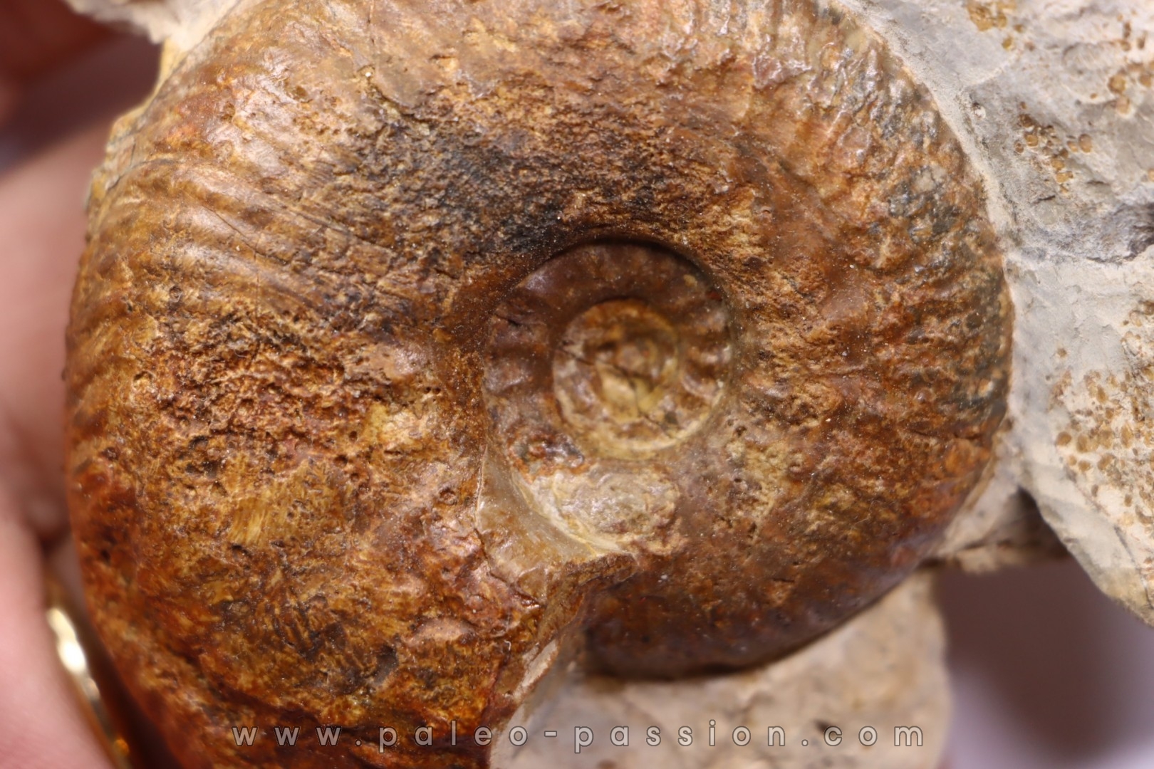 Hammatoceras insigne - Toarcien - region de Charolle, Brionnais - FRANCE