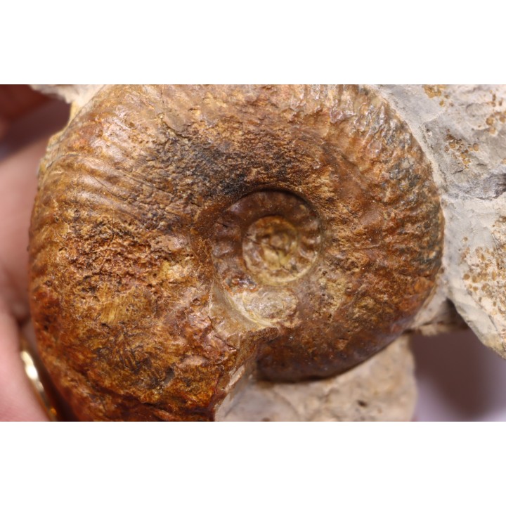 Hammatoceras insigne - Toarcien - region de Charolle, Brionnais - FRANCE