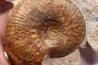 Hammatoceras insigne - Toarcien - region de Charolle, Brionnais - FRANCE