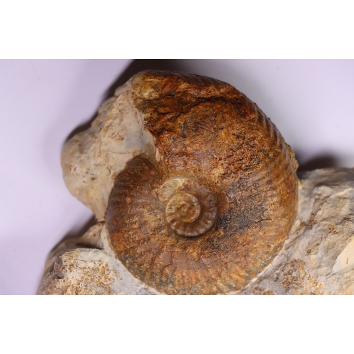 Hammatoceras insigne - Toarcien - region de Charolle, Brionnais - FRANCE