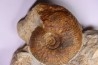 Hammatoceras insigne - Toarcien - region de Charolle, Brionnais - FRANCE