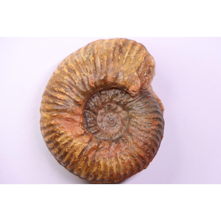 Hammatoceras insigne - Toarcien - region de Charolle, Brionnais - FRANCE