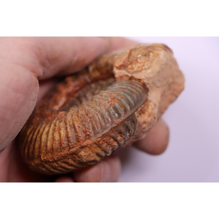 Hammatoceras insigne - Toarcien - region de Charolle, Brionnais - FRANCE