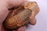 Hammatoceras insigne - Toarcien - region de Charolle, Brionnais - FRANCE