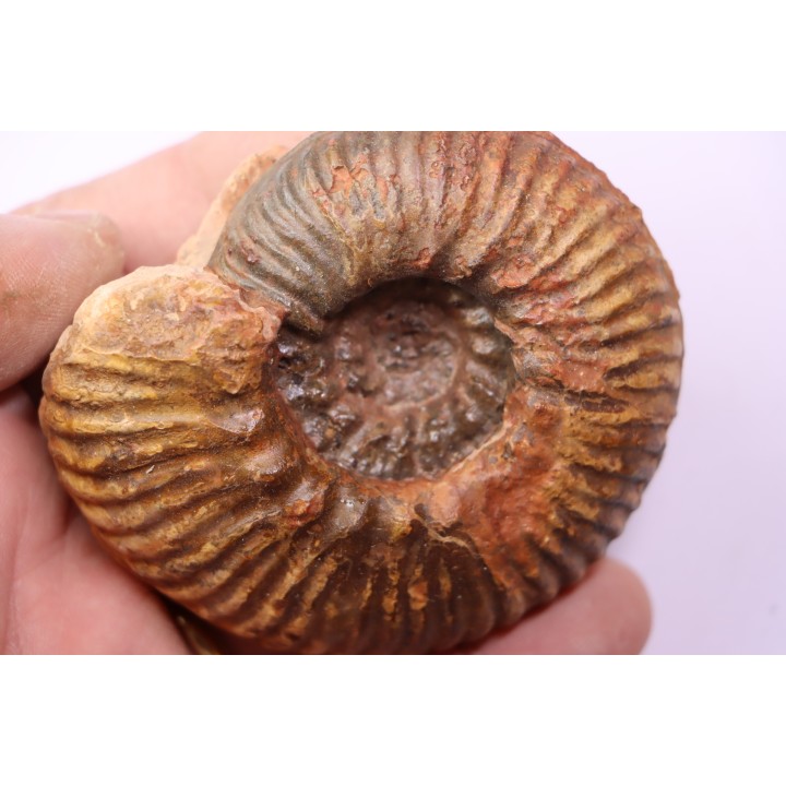 Hammatoceras insigne - Toarcien - region de Charolle, Brionnais - FRANCE