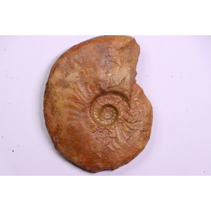LEIOCERAS COMPTUM - AALENIAN - Carriere Belmont - LYON - FRANCE