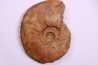 LEIOCERAS COMPTUM - AALENIEN - Carriere Belmont - FRANCE