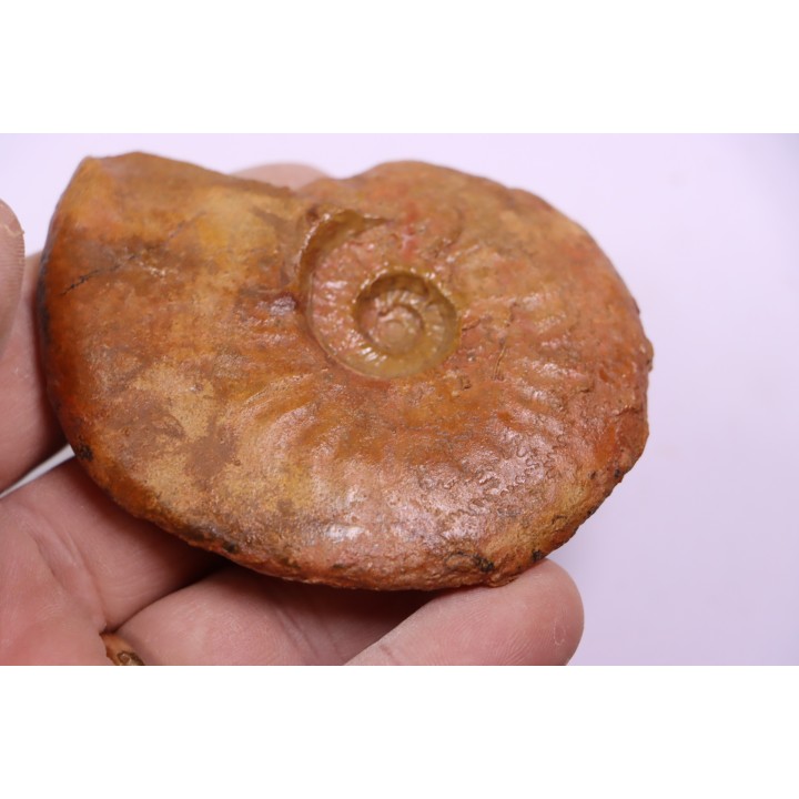 LEIOCERAS COMPTUM - AALENIAN - Carriere Belmont - LYON - FRANCE