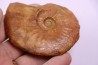 LEIOCERAS COMPTUM - AALENIEN - Carriere Belmont - FRANCE