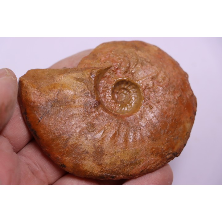 LEIOCERAS COMPTUM - AALENIEN - Carriere Belmont - FRANCE
