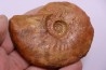 LEIOCERAS COMPTUM - AALENIEN - Carriere Belmont - FRANCE