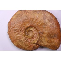 LEIOCERAS COMPTUM - AALENIAN - Carriere Belmont - LYON - FRANCE