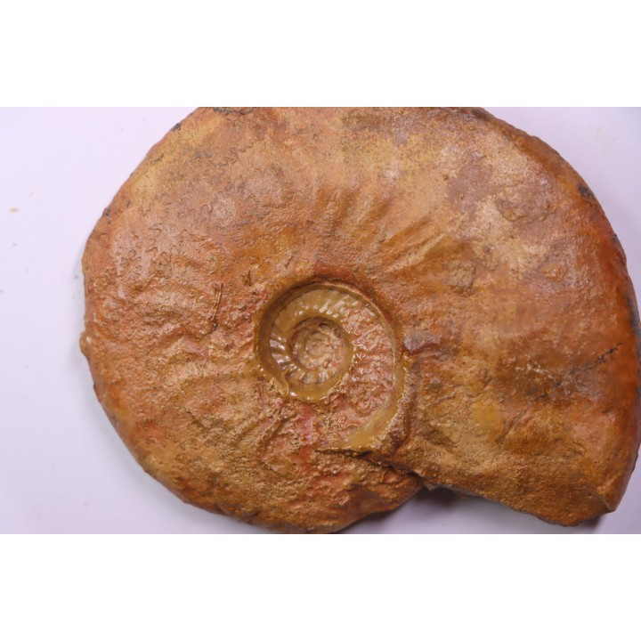 LEIOCERAS COMPTUM - AALENIAN - Carriere Belmont - LYON - FRANCE