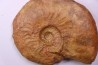 LEIOCERAS COMPTUM - AALENIEN - Carriere Belmont - FRANCE