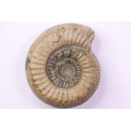 Catacoeloceras crassum - Toarcien - Brionnais, France