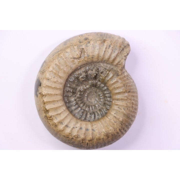 Catacoeloceras crassum - Toarcien - region de Charolle, Brionnais