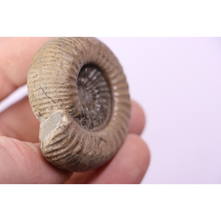 Catacoeloceras crassum - Toarcien - Brionnais, France