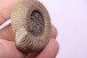 Catacoeloceras crassum - Toarcien - Brionnais, France